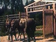 Повесть о лесном великане